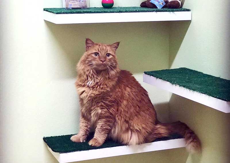 Carousel Slide 3: Fear Free Cat Visits